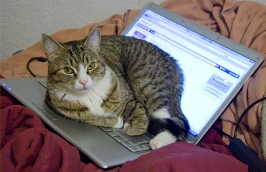 computer_cat_authoritative