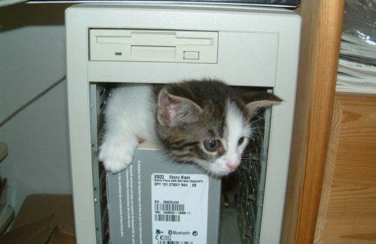 computer_cat_explorative